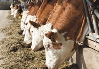 Cows